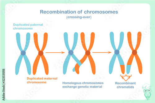 Recombinated chromosomes sheme in blue and orange colour. Crossing-over is the process that can give rise to genetic recombination. Design element stock vector illustration for educattion, biological 