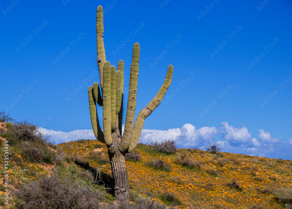 Poppy Wildflowers in the Arizona Desert With Cactus