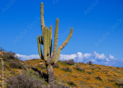 Poppy Wildflowers in the Arizona Desert With Cactus © Ray Redstone