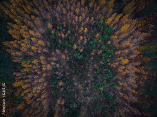 Forest drone, las z drona