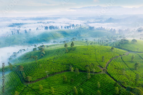 Aerial view of highland with green tea plantation photo