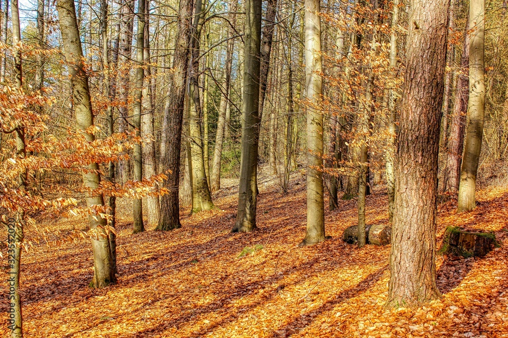 Obraz premium The magical world of the forest in colorful colors / Hiking in nature is good for soul mind and body