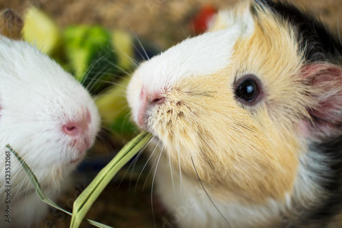 Guinea pig eats hay close up. Guinea pig in its aviary.