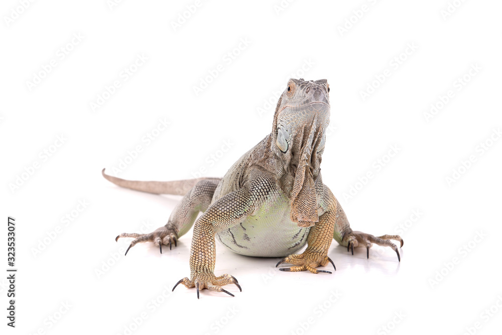 Obraz premium reptile