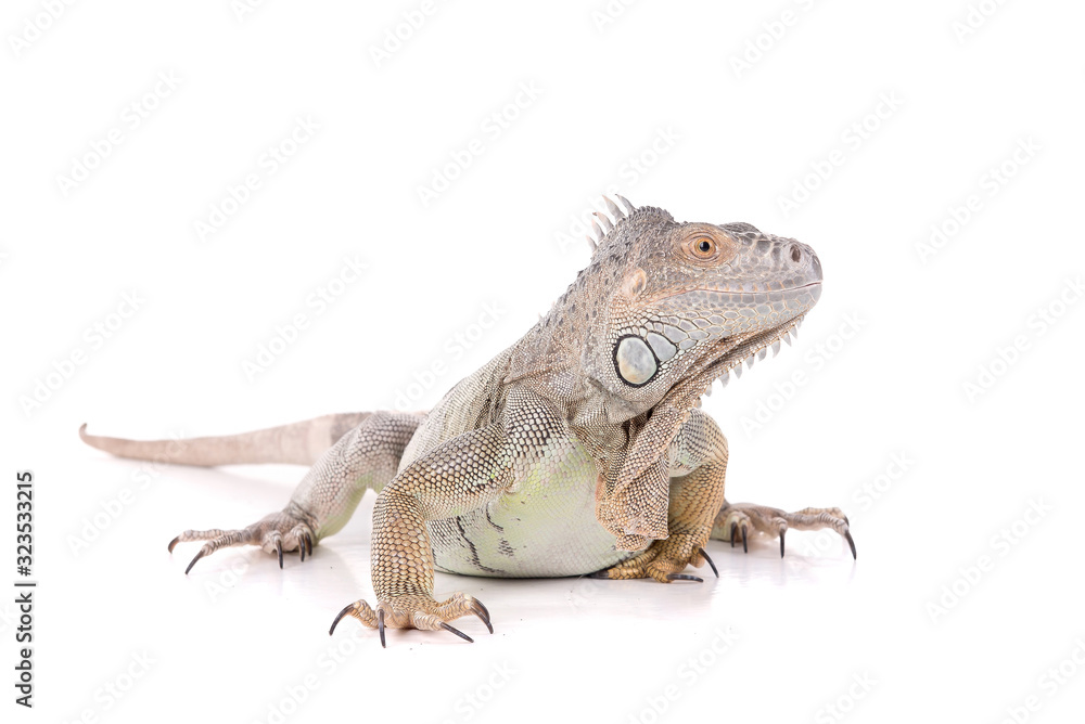 Fototapeta premium reptile