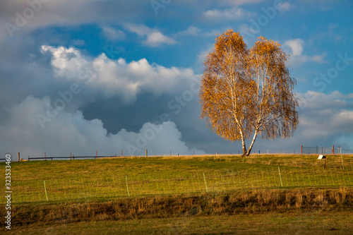 idyllic - beautiful birch tree in sunset
