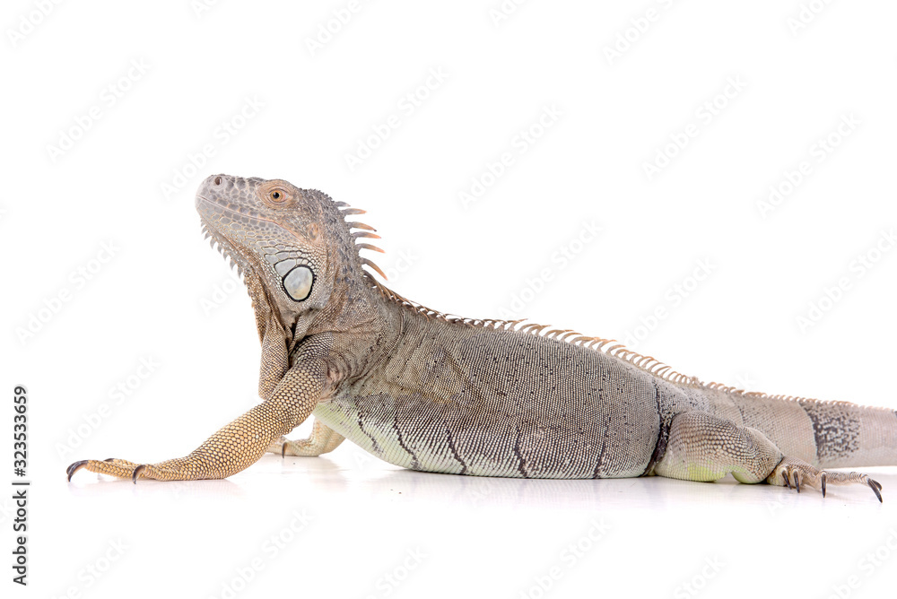 Fototapeta premium reptile