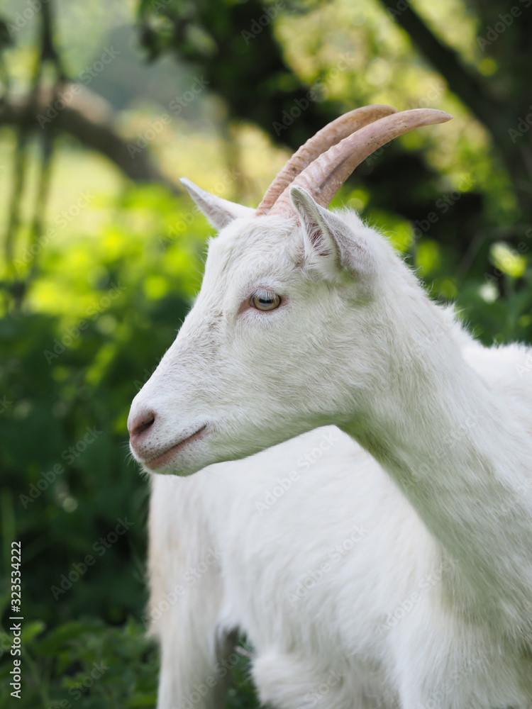 Cute White Goat