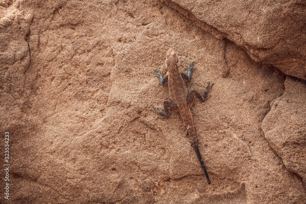 Lizard basks on a hot stone. India Lizard basks on a hot stone. India