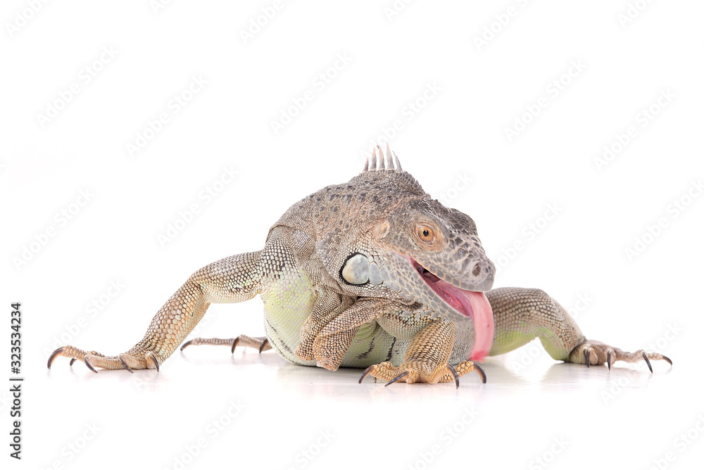 Obraz premium reptile