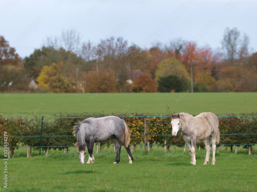 Obraz premium Two Foals