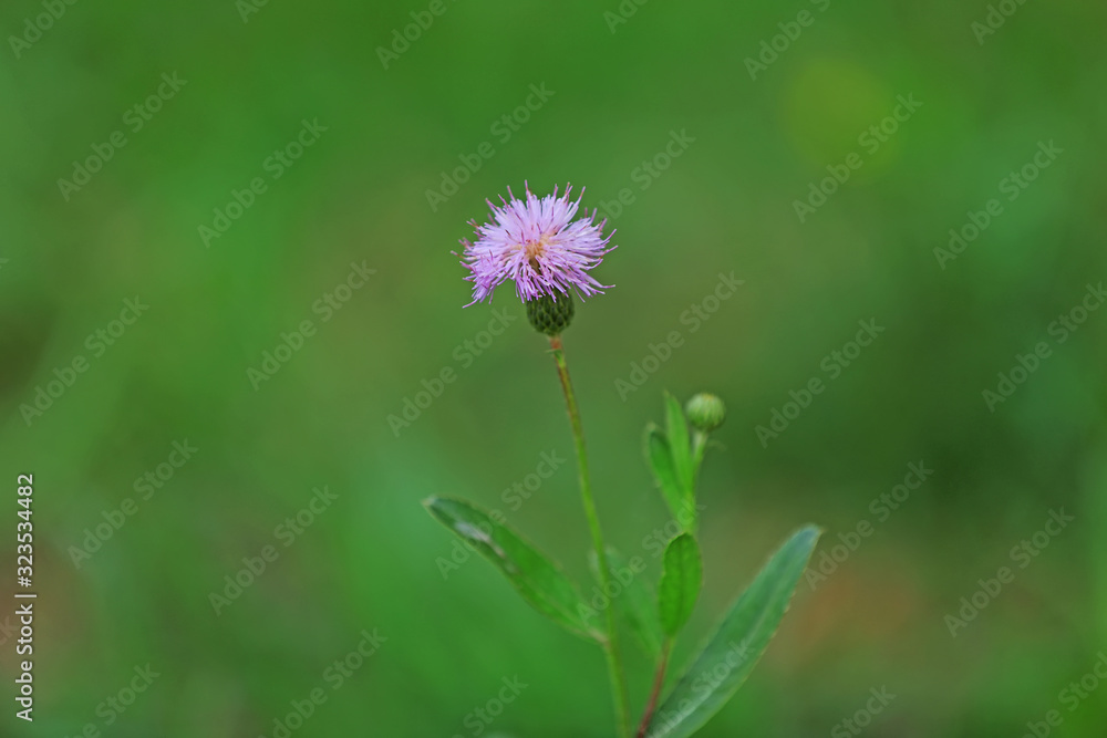 Thistle Flowers in Natural Environment Thistle Flowers in Natural Environment