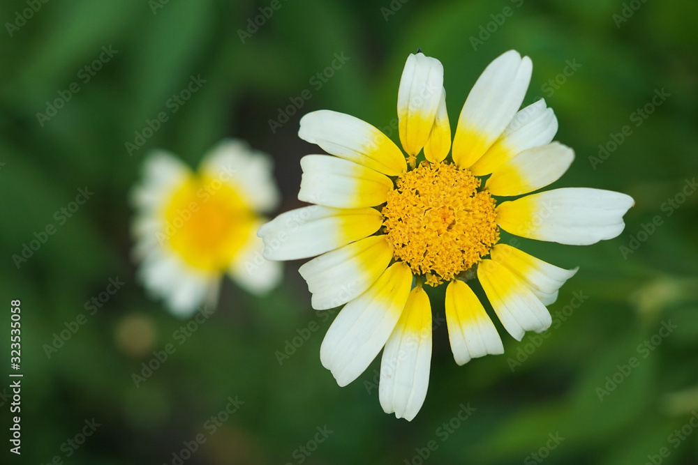 A yellow and white Glebionis coronaria flower A yellow and white Glebionis coronaria flower