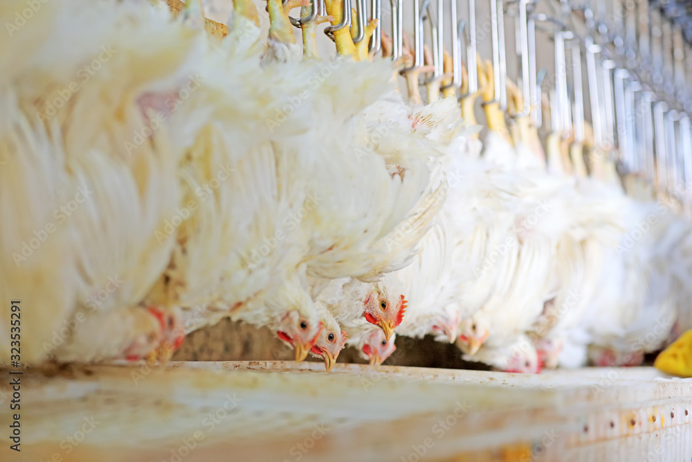 Broiler chickens are hung on slaughter lines Stock Photo Adobe Stock