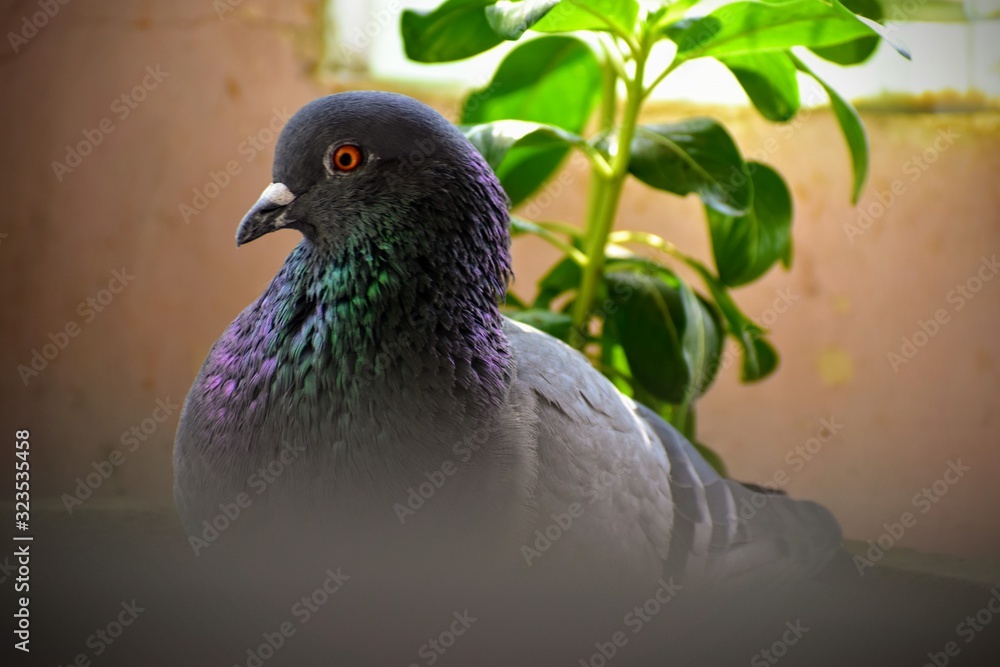 Fototapeta premium pigeon in the park