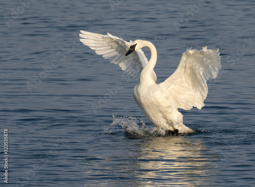 Trumpeter swan (Cygnus buccinator) in a lake, Iowa, USA.