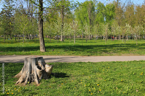 Spring landscape with a stump