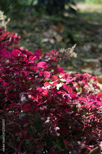 Wallpaper Mural flowers in garden Torontodigital.ca