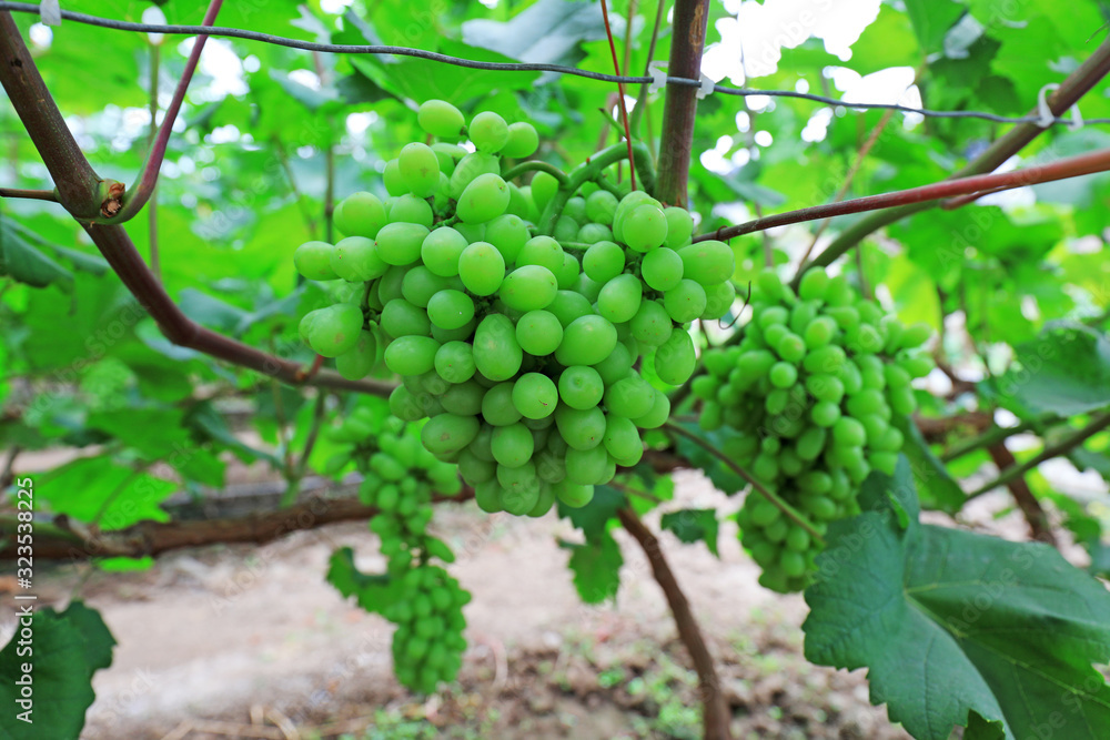 grapes on vines, North China