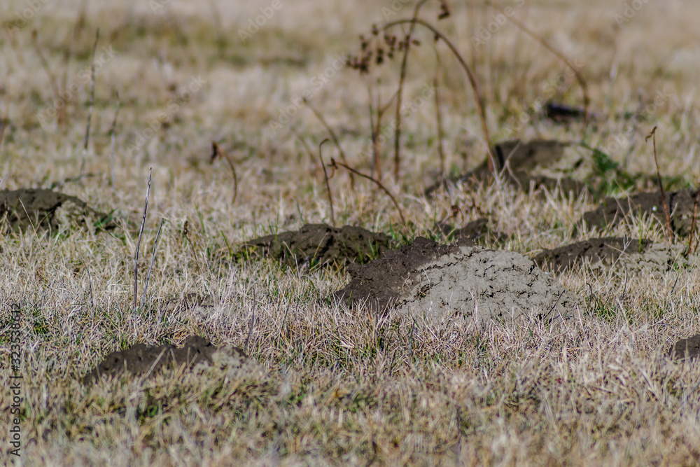 Molehills in a meadow covered with dried-grass winter Molehills in a meadow covered with dried-grass winter
