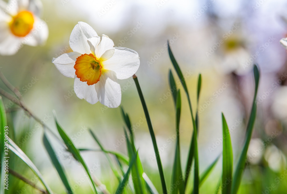 magical white daffodils in Garden of the world magical white daffodils in Garden of the world