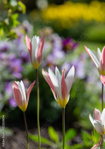 magical white-pink  tulips  at Marhahn  recreational park near Berlin