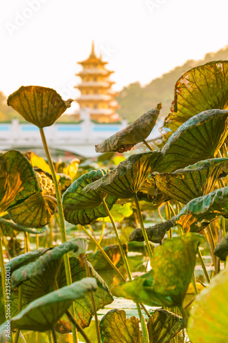 View at Lotus Lake Between Leaves / Leaves of lotus water plant at lake with asian nostalgic architecture background in vintage yellow light