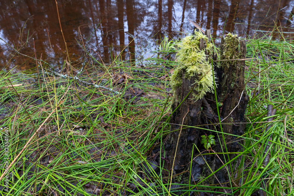 Forest landscape. Old rotten stump on the banks of a river or swamp. Green grass around the tree. Forest landscape. Old rotten stump on the banks of a river or swamp. Green grass around the tree.