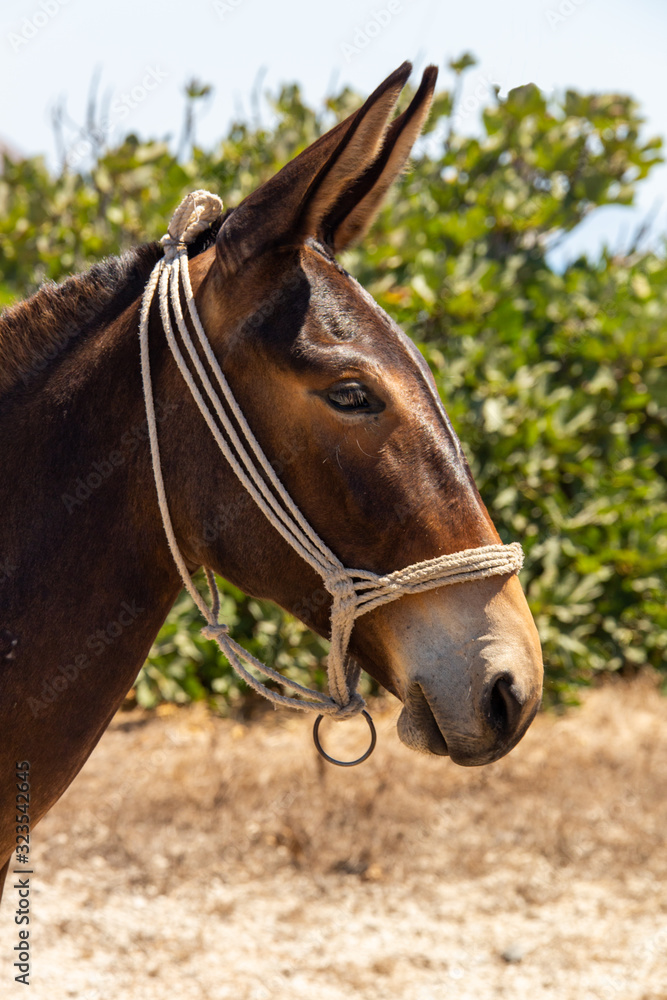 Obraz premium Portrait eines Esels