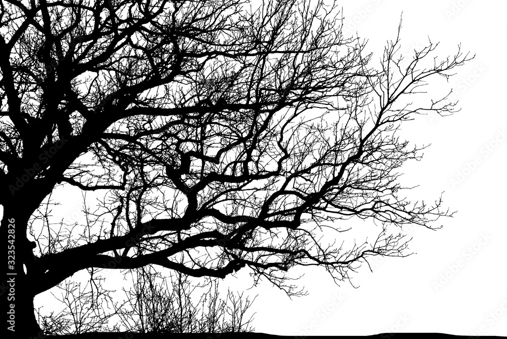 Fototapeta premium silhouette of a natural oak on a white background