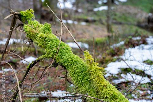 old forest. The trees are covered with moss. Difficult passable thickets. Fallen rotten tree trunks and branches. The last snow melts in the forest under the first warm rays of the spring sun. photo