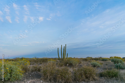 Desertic vegetation at the afternoon with colorful sky