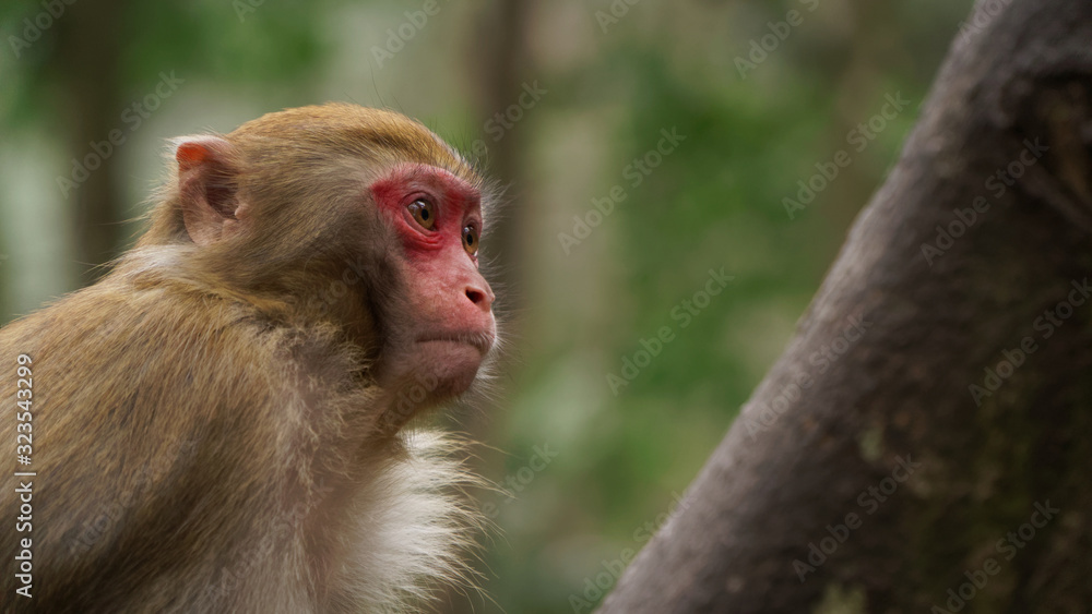 Monkey Rhesus Zhangdjiadjie Monkey Rhesus Zhangdjiadjie