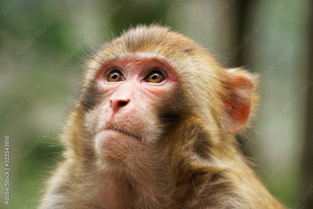 Monkey Rhesus Zhangdjiadjie Monkey Rhesus Zhangdjiadjie
