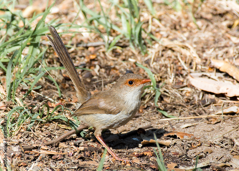 Female superb fairy wren in the bush Female superb fairy wren in the bush