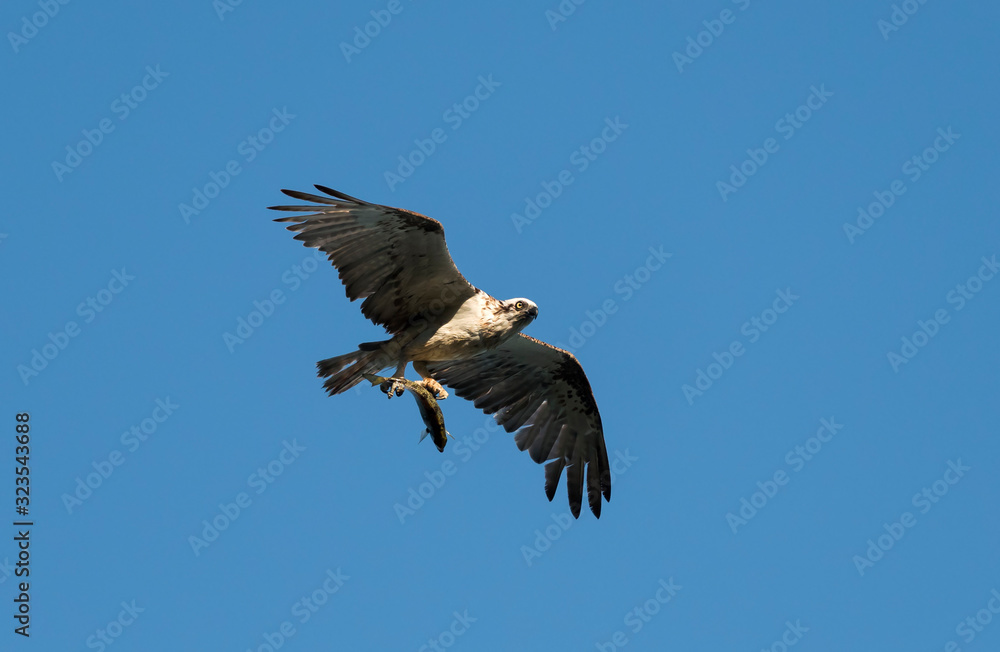 Hunting Osprey, Byron Bay Australia