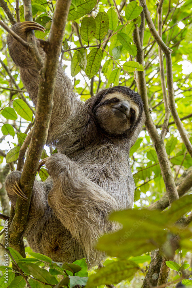Fototapeta premium Three-toed sloth bear moving in the trees. Costa Rica