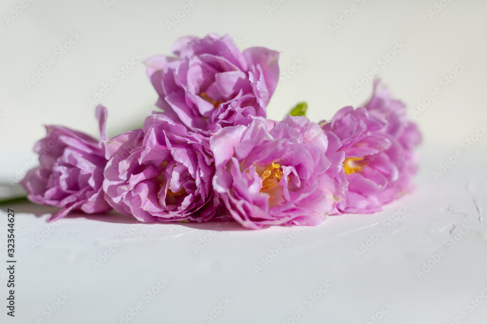 Spring flowers. Bouquet of purple tulips on white background. Spring flowers. Bouquet of purple tulips on white background.
