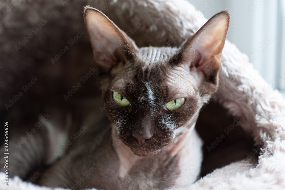  Canadian sphynx cat with green eyes lies in a warm house for cats
