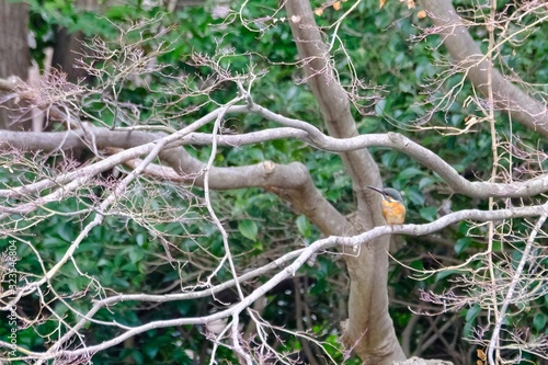 kingfisher in forest