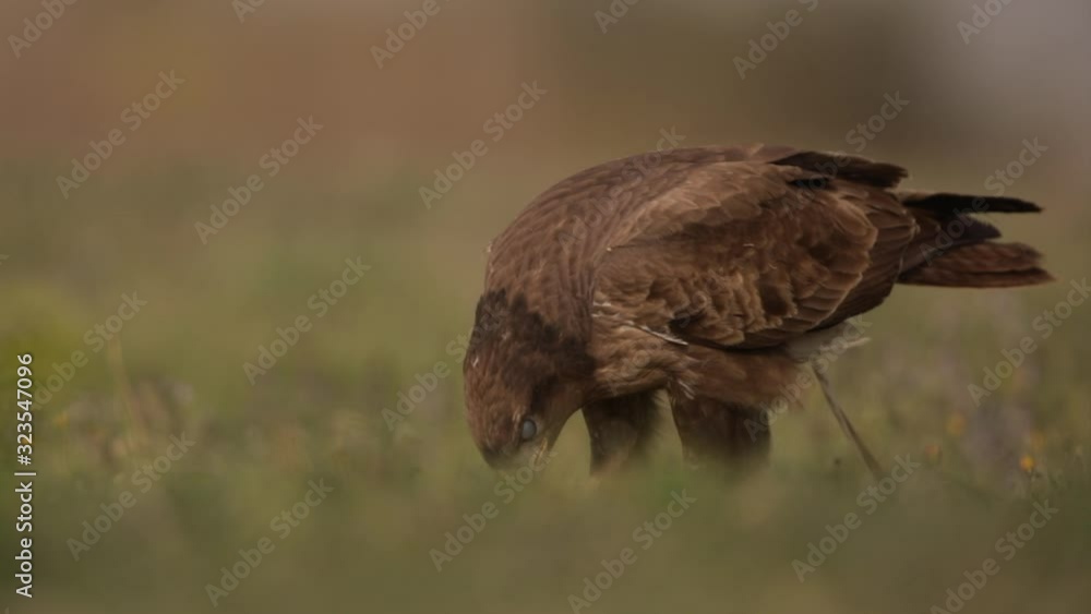 European buzzard feeding on prey in grassland European buzzard feeding on prey in grassland