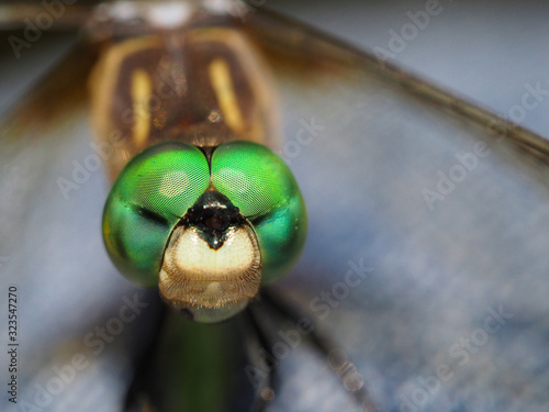 Tablou pe pânză Dragonfly macrophotography - blue dasher