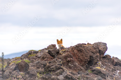 Red fox among the stones, Kamchatka Peninsula, Russia.