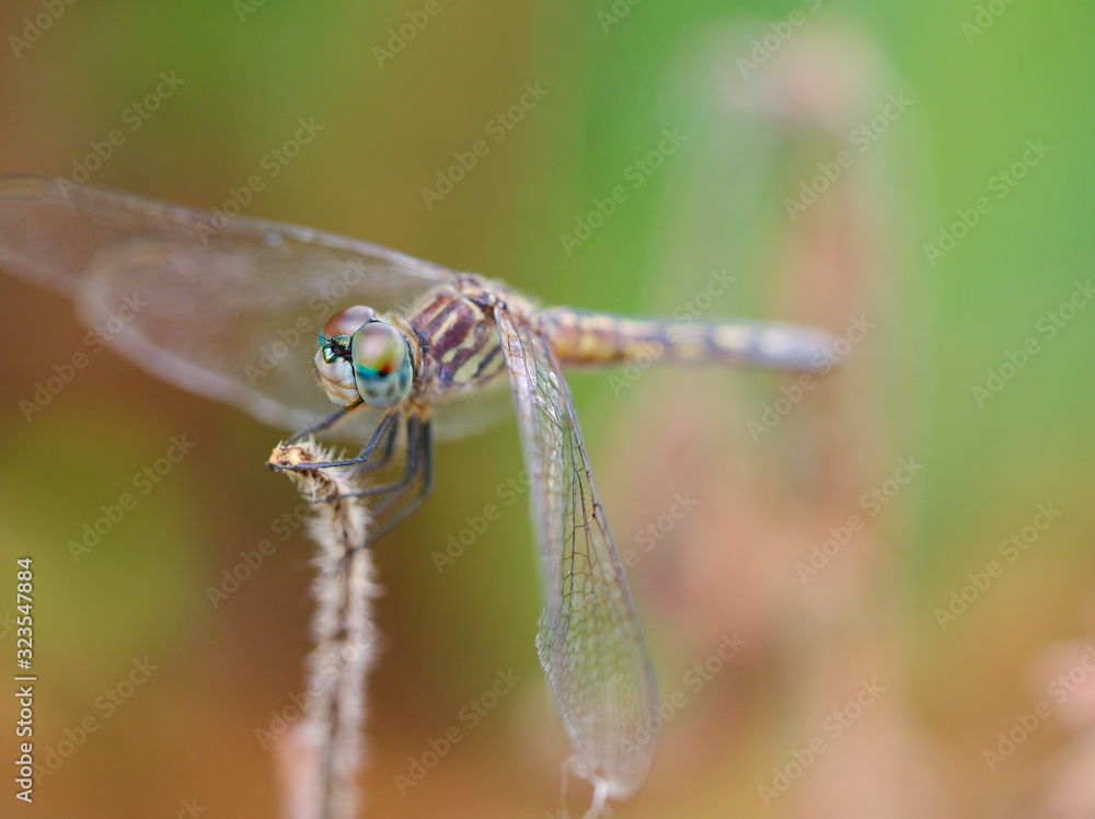 Dragonfly photos macrophotographs Dragonfly photos macrophotographs