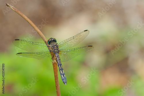 Dragonfly photos macrophotographs