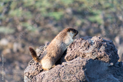 Black-capped marmot (Marmota camtschatica). This type of marmot is biologically similar to the Mongolian marmot - tarbagan (Marmota sibirica). It lives in Eastern, North-Western Siberia and Kamchatka. photo