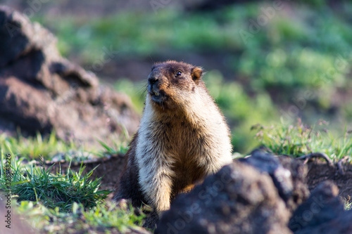 Wallpaper Mural Black-capped marmot (Marmota camtschatica). This type of marmot is biologically similar to the Mongolian marmot - tarbagan (Marmota sibirica). It lives in Eastern, North-Western Siberia and Kamchatka. Torontodigital.ca