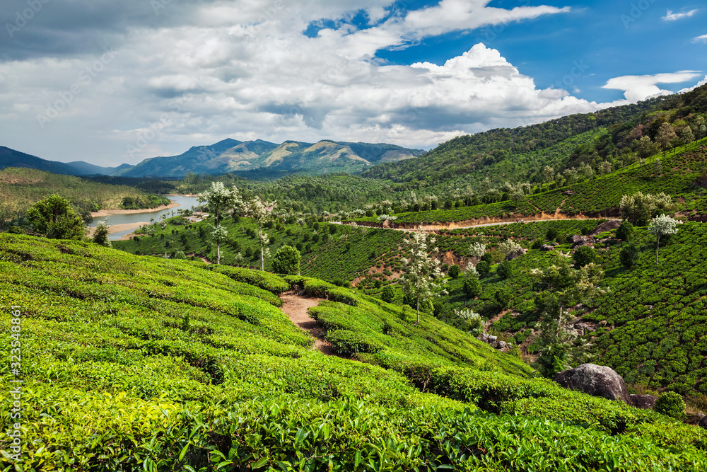 Tea plantations in India Tea plantations in India