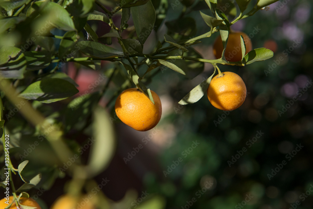Oranges tree and green leafs