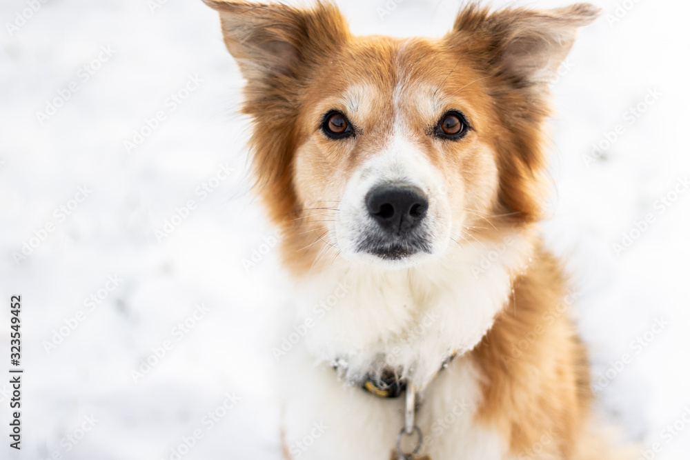 Border collie brown and white dog sitting on snow Border collie brown and white dog sitting on snow